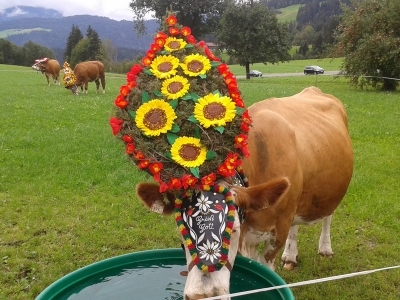 Bio Bauernhof Tirol